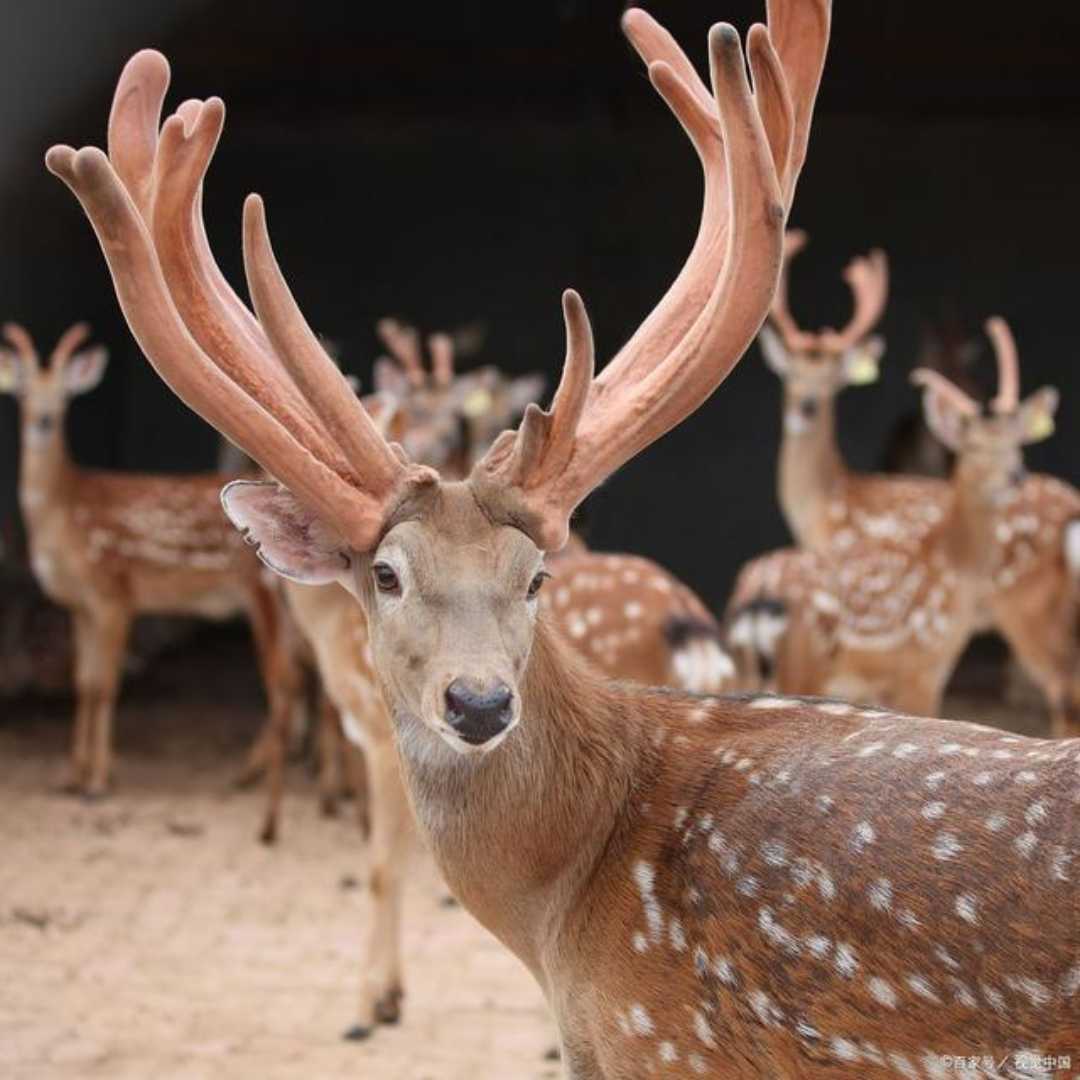 sika deer