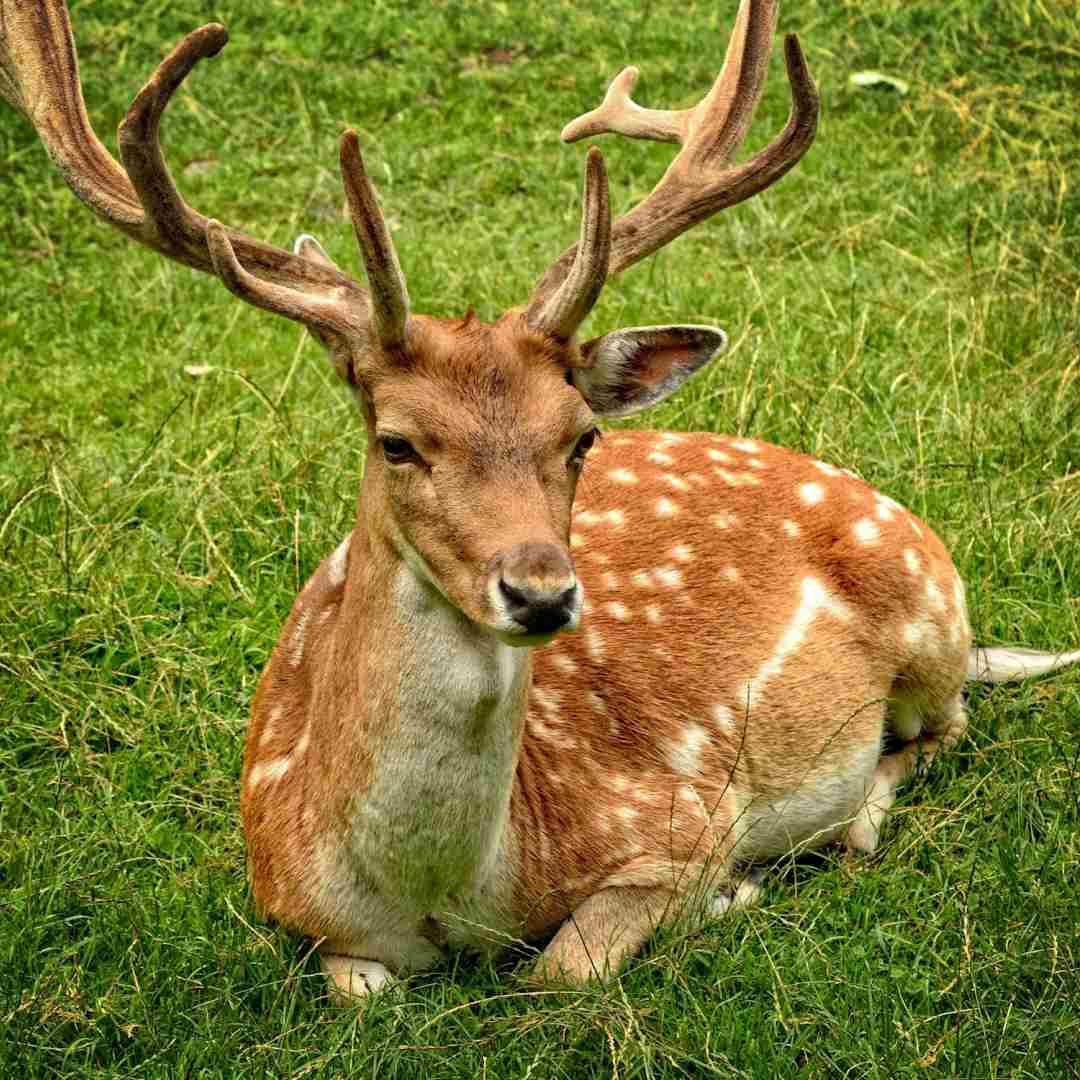 sika deer