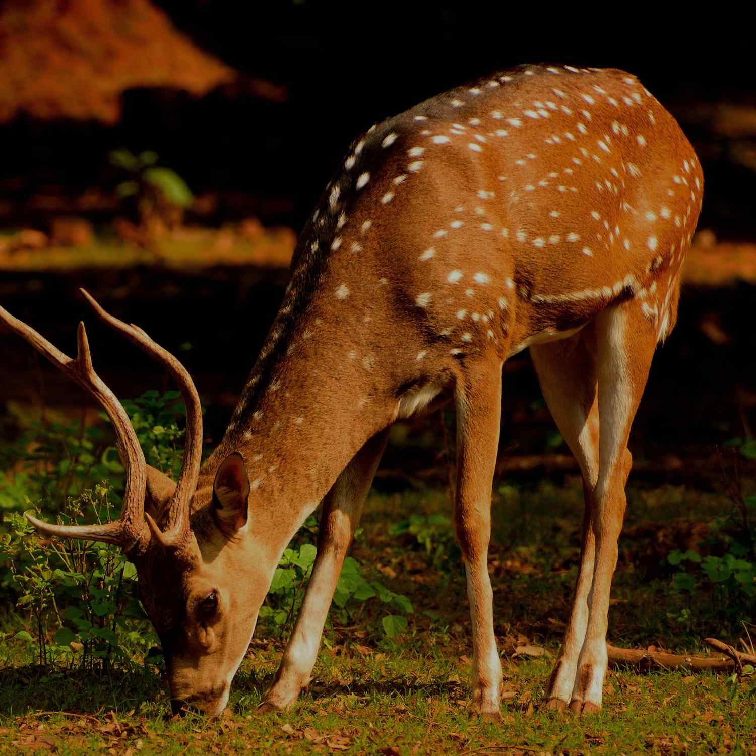 sika deer