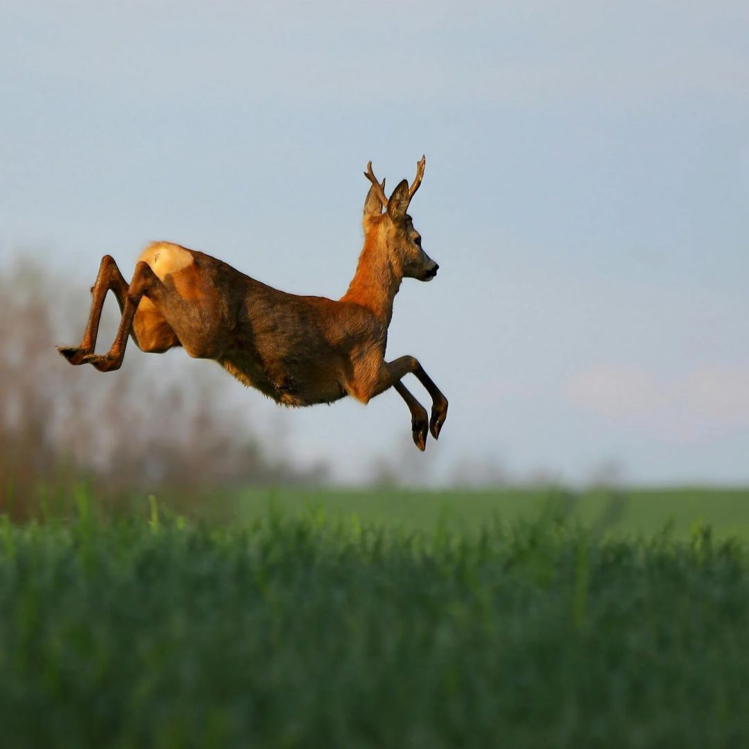 sika deer